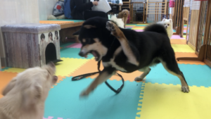 なぜ犬は飼い主より強くなろうとしてくるのか？