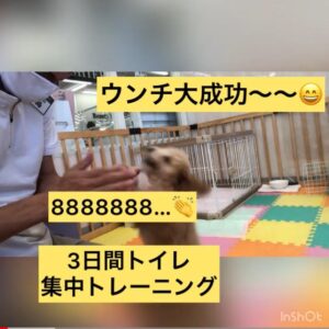 トイレのしつけについて