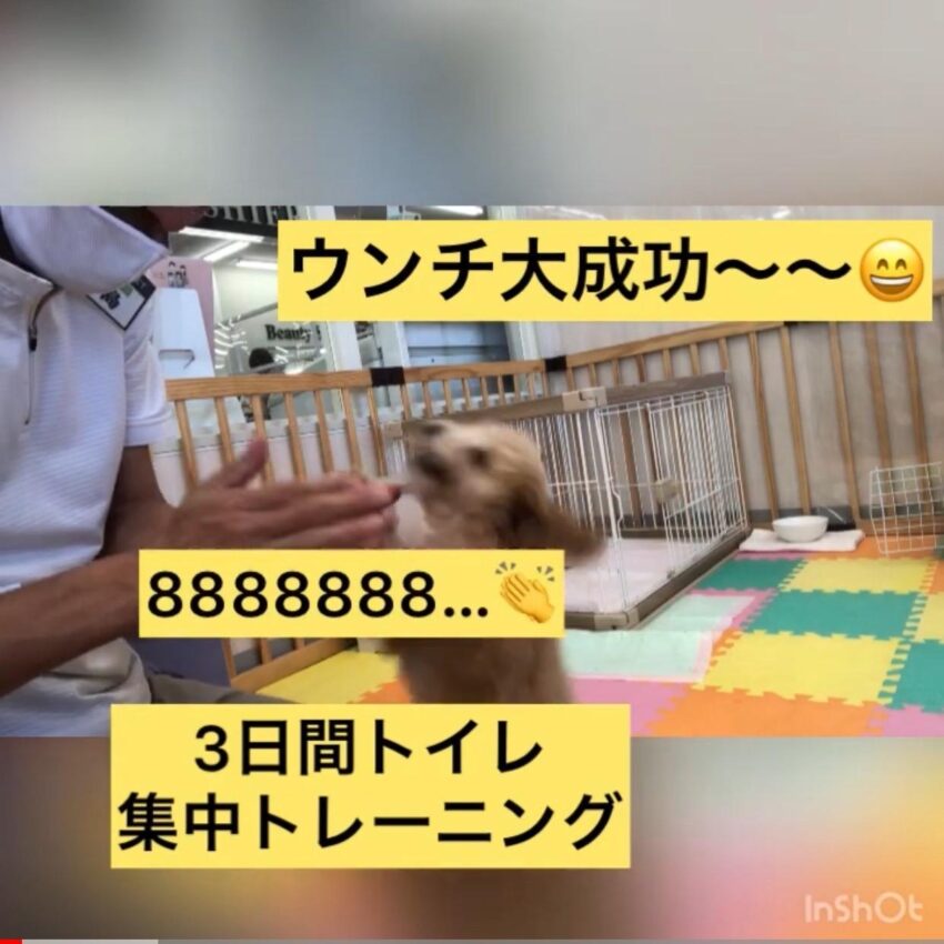 トイレのしつけについて