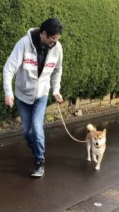 1日5分でお散歩マスターになれる3つの練習方法と装着道具の選び方