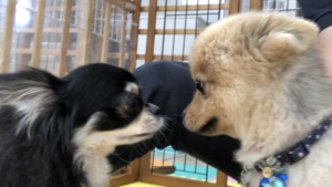 様々なペット（猫やウサギなど）と違い犬を飼う人がいずれ感じる悩み