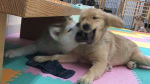 子犬の甘嚙み時期の大切さ