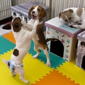 ワンコの「吠える」は人の行動に例えるとなんでしょ？