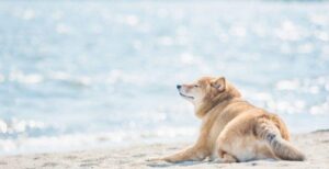 万が一のことなんて考えたくないですよね。でも大切なんです。（ペット相続士）