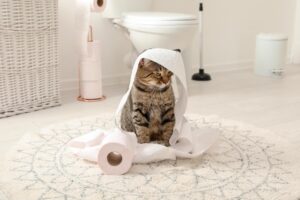 愛猫家用住宅