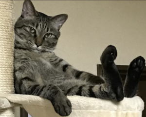 ドライフードの方がなりやすい猫の病気