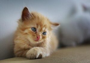 猫好きを分類すると４タイプに分かれる