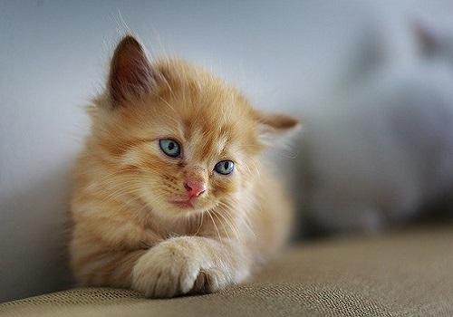 猫好きを分類すると４タイプに分かれる