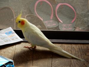 オカメインコとスズメ