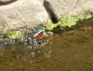 カワセミと鳥獣保護法