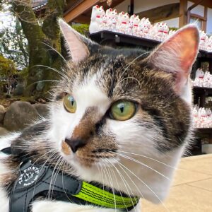 Daichi is waiting to see if Fukuchan will come from behind.だ...
