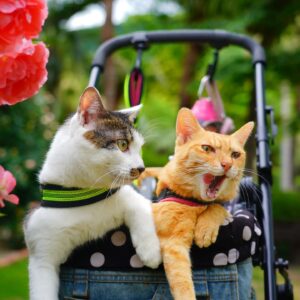 We are all taking a walk in the park  Fuku-chan yawned and ...