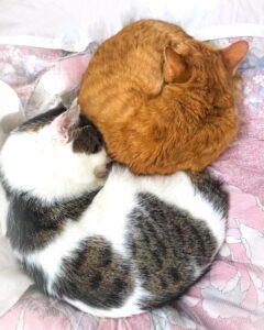 As the saying goes, "In spring one sleeps a sleep that knows...