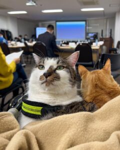 Today the kitties are accompanying Dad to his presentation.