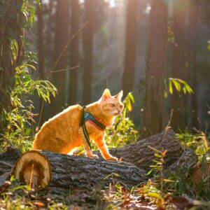 Today was a sunny spring-like day, so we took a walk with Fu...