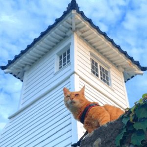 This is Fuku-chan looking down on the Sea of Japan from the top of the base of Fukuura Lighthouse, the oldest wooden lighthouse in Japan.