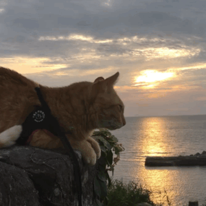 Fuku-chan is looking at the setting sun at Fukuura Port.