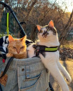 It was a beautiful day and not too cold, so we went for a walk in a park rich in nature.