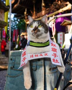 We had a prayer by a Shinto priest at Zama Shrine. We prayed that pets and humans all over the world would live in peace and happiness.