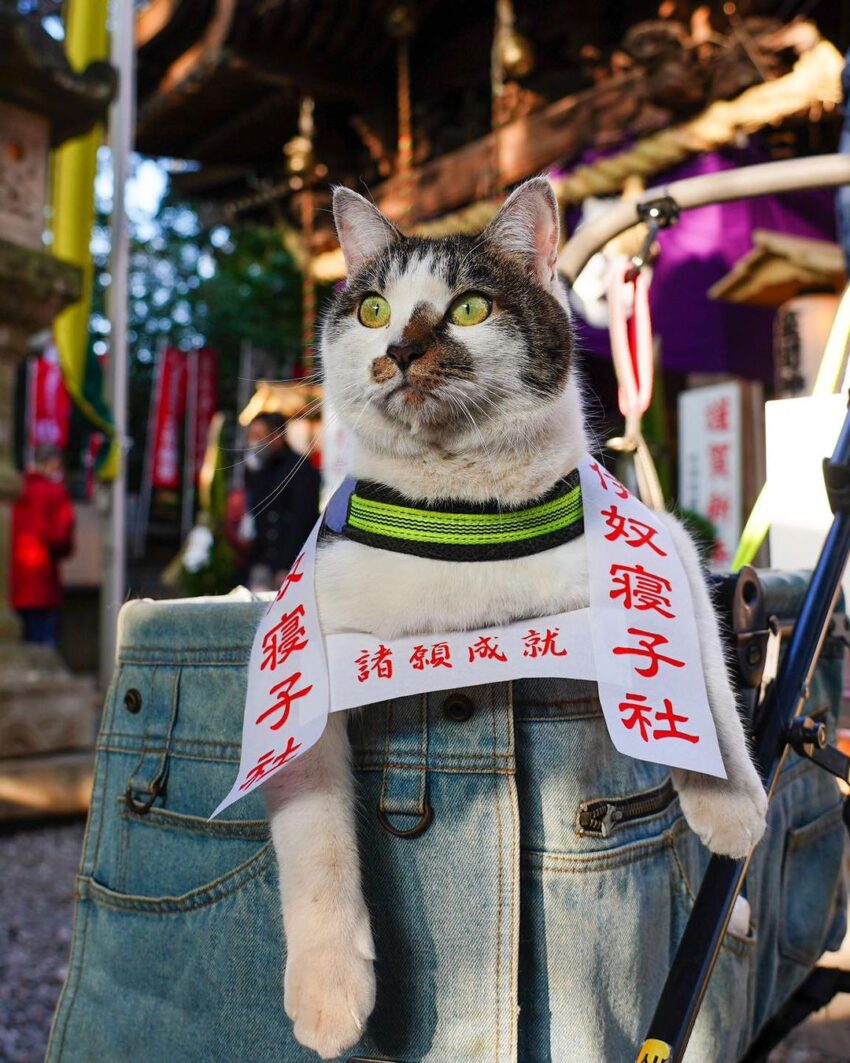 We had a prayer by a Shinto priest at Zama Shrine. We prayed that pets and humans all over the world would live in peace and happiness.