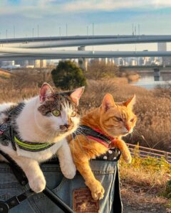 They are excitedly waiting to see where Mom and Dad will take them next.