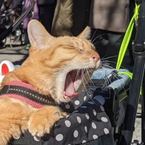 Fuku-chan's big yawn!