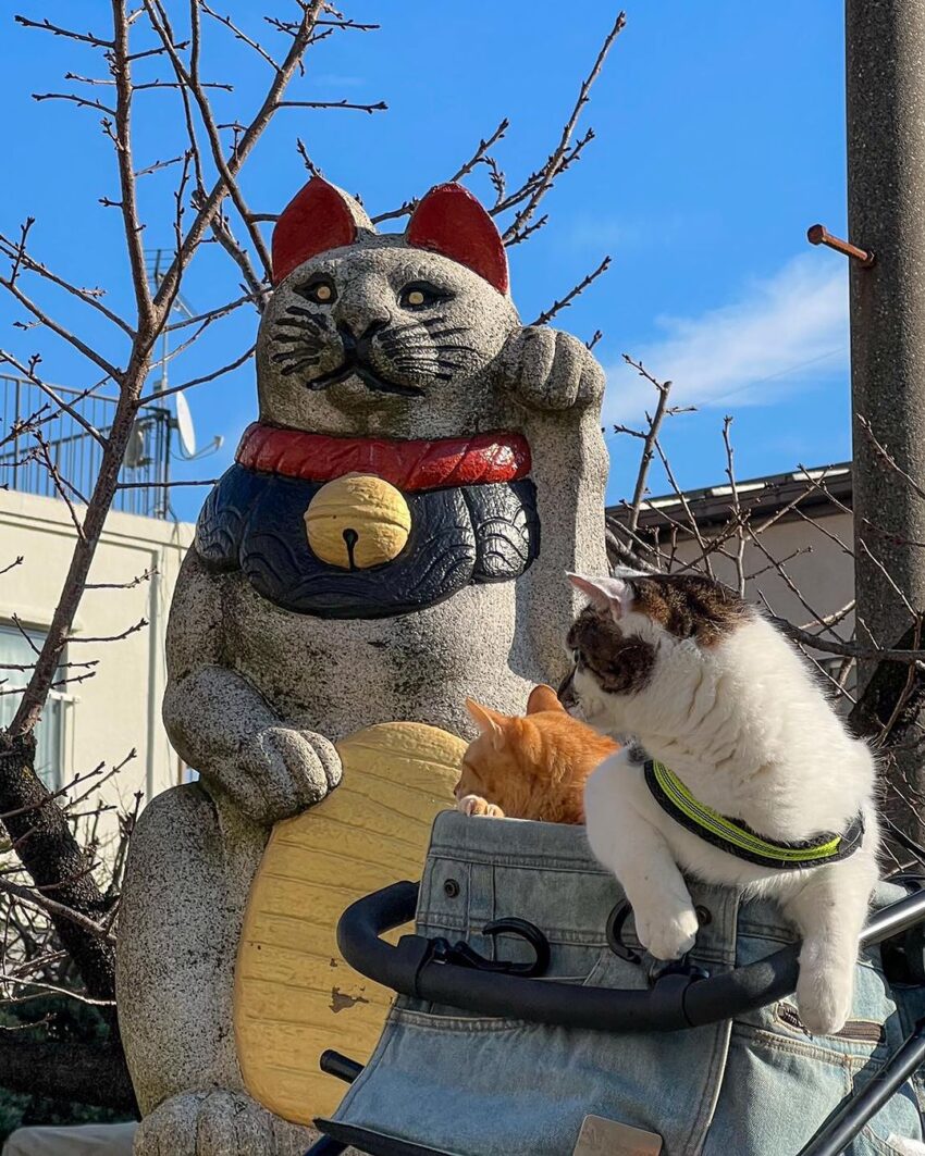 Once again, we would like to introduce a spot for good luck and good fortune from the cat’s point of view. This is “Jisei-in Temple” (Nishi-Ochiai, Shinjuku-ku, Tokyo).