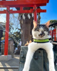 Daichi is imitating a torii gate