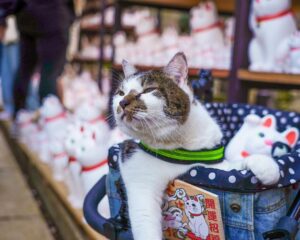 The third installment of our introduction to lucky spots is Gotokuji Temple (Setagaya-ku, Tokyo), the birthplace of MANEKINEKO (beckoning cat).