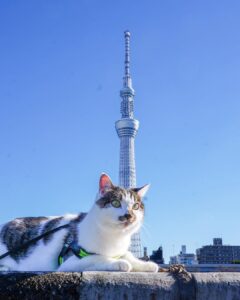 Daichi took a walk and arrived at the Tokyo Sky Tree,