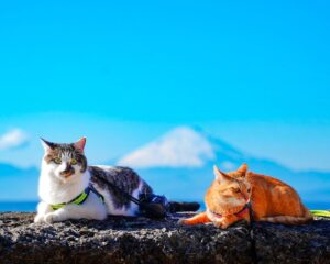 The second in our series of spiritual spots for good luck and good fortune from the cat's point of view in 2023 is Morito Daimyojin Shrine (Hayama-cho, Kanagawa Prefecture).