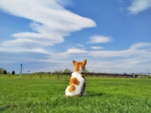 大切なことの思い出を語る ～わかちあいの会のご案内～