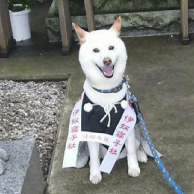 豆助マメスケ♂ 8歳10カ月