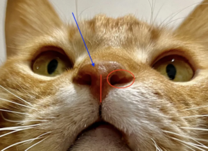 猫の鼻が乾燥しても大丈夫？