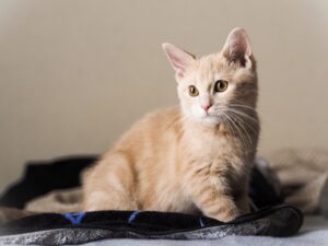 ペットロスの方へ ～わかちあいの会のご案内～思い出すこと、語ること