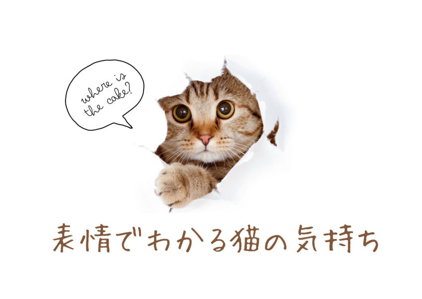 表情でわかる猫の気持ち
