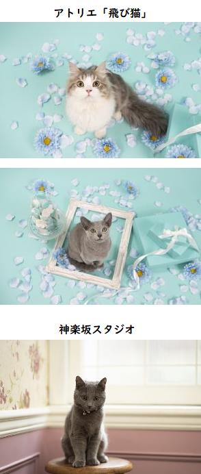 飛び猫 写真家:五十嵐健太 2