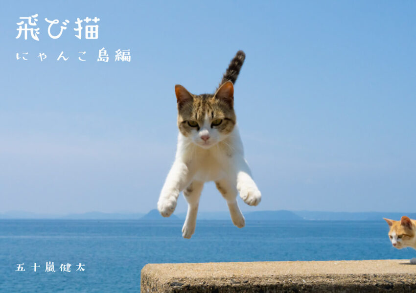飛び猫 写真家:五十嵐健太 3