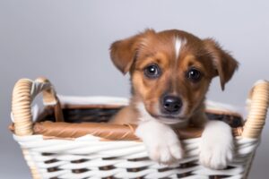 ペットのために記録しておきたい5大項目（前編）