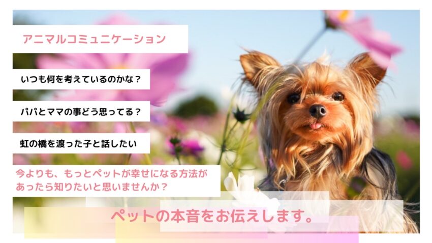 アンバサダー西田 真望