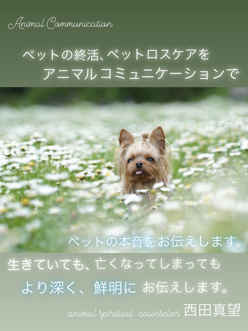 アンバサダー西田 真望 3