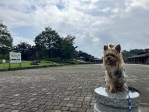 栃木県日光市にある！だいや川公園✨