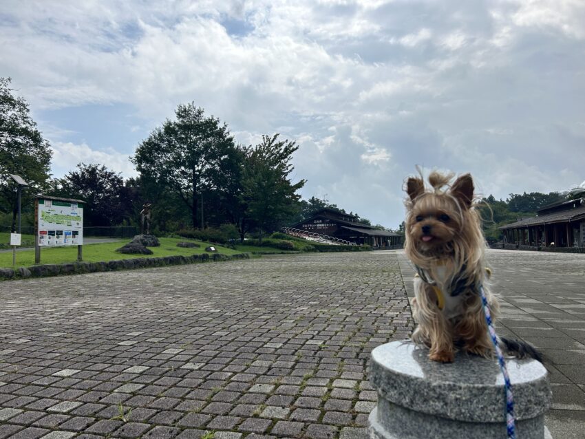 栃木県日光市にある！だいや川公園✨