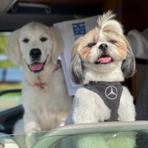 犬と行く紅葉散策②