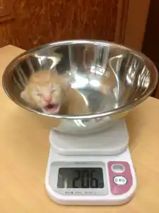 ♀ 子猫のオスとメスの見分け方 ♂
