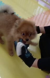 甘噛み対策について