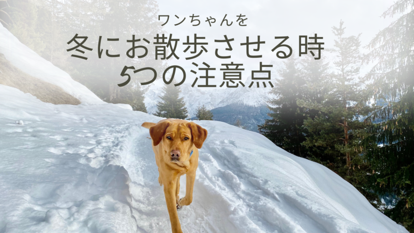 ワンちゃんを冬に散歩させる時の５つの注意点