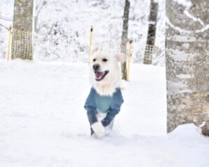 ワンちゃんと一緒の雪遊び　白馬岩岳スノーフィールド編