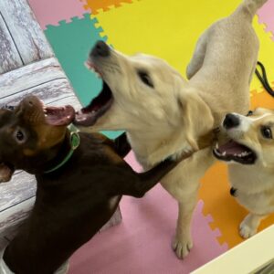 犬が吠えるで悩んでいませんか？