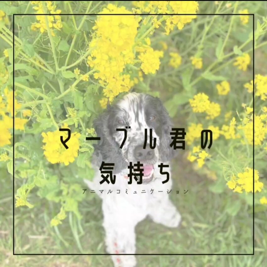 Minette〜ペットコミュニケーションアドバイザー〜 (ミネット) 1